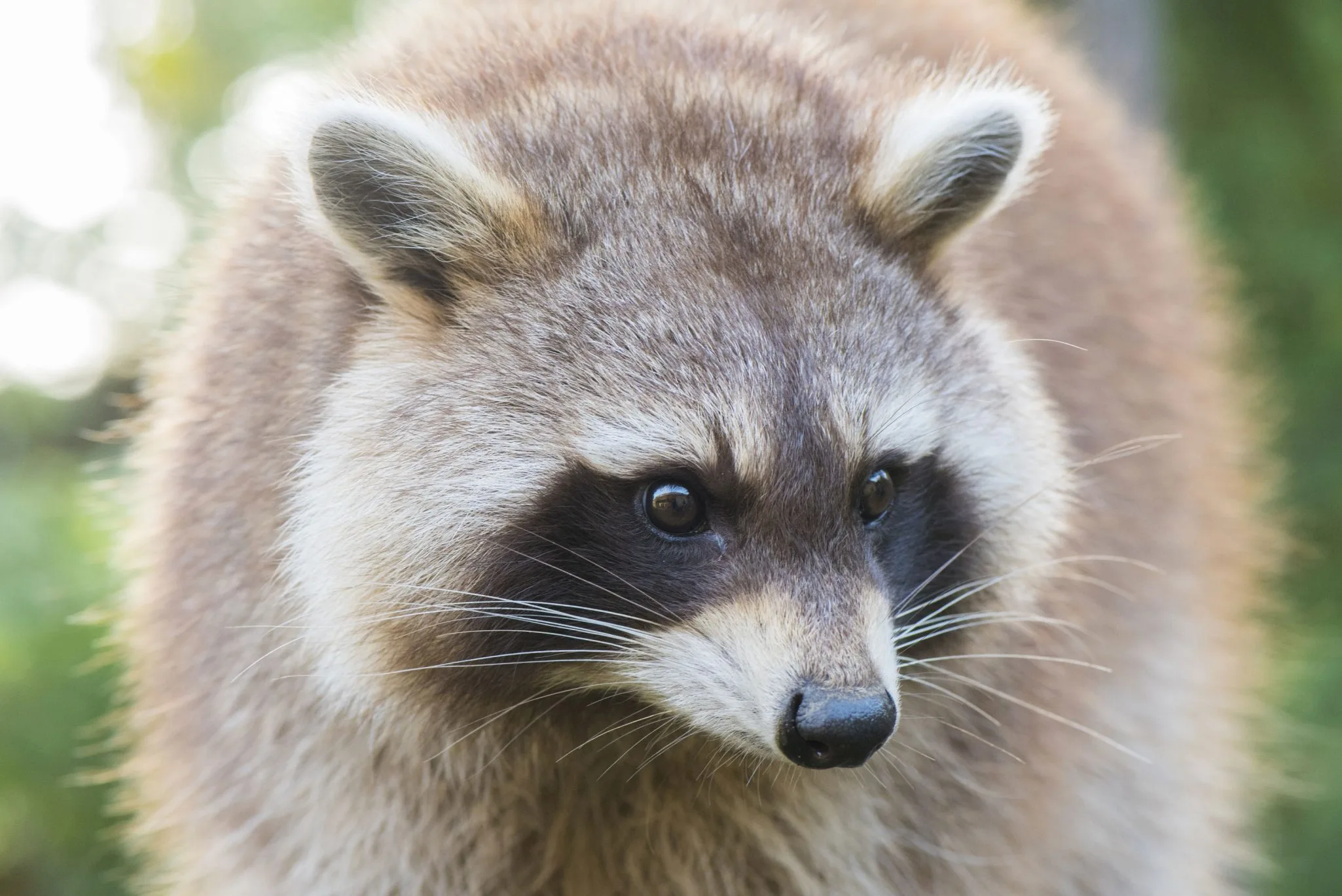 activite-soigneur-un-jour-raton-laveur_28.10.22_adrien-fareseDSC_32822