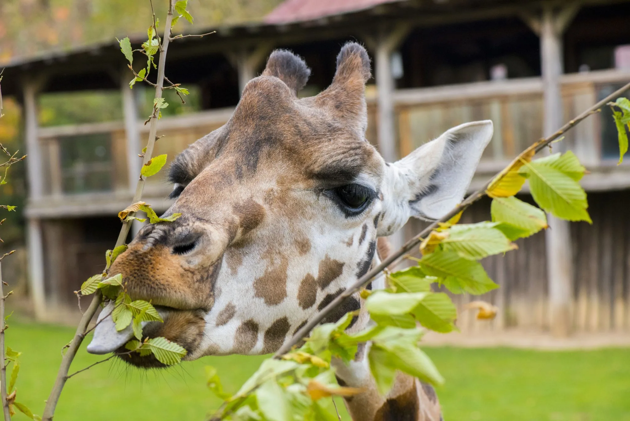 activite-soigneur-un-jour_girafe_28.10.22_adrien-fareseDSC_37332