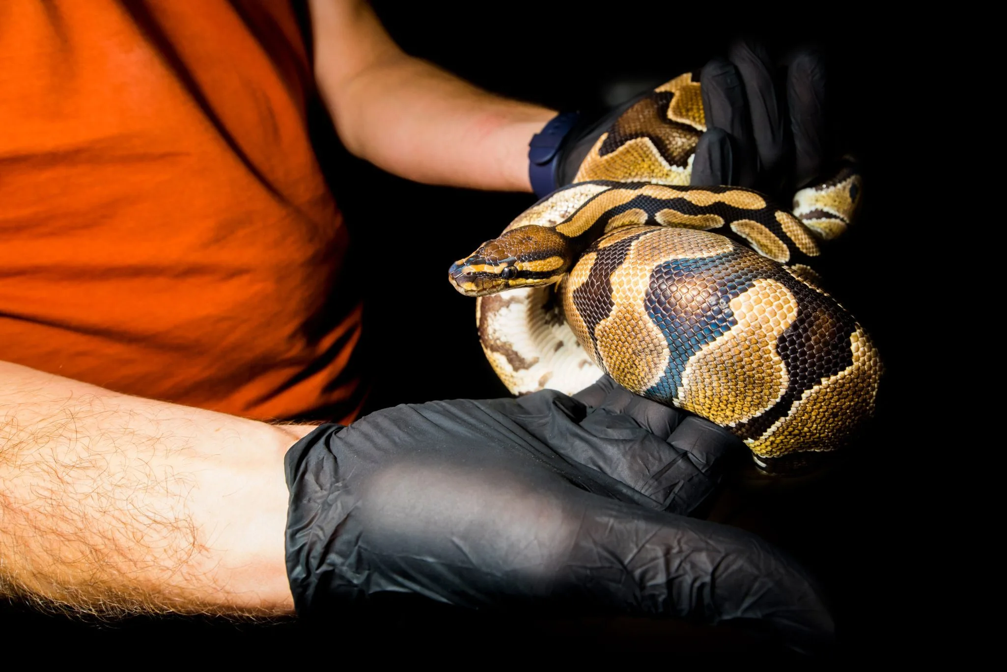 activite_soigneur-un-jour-python_28.10.22_adrien-fareseDSC_35942