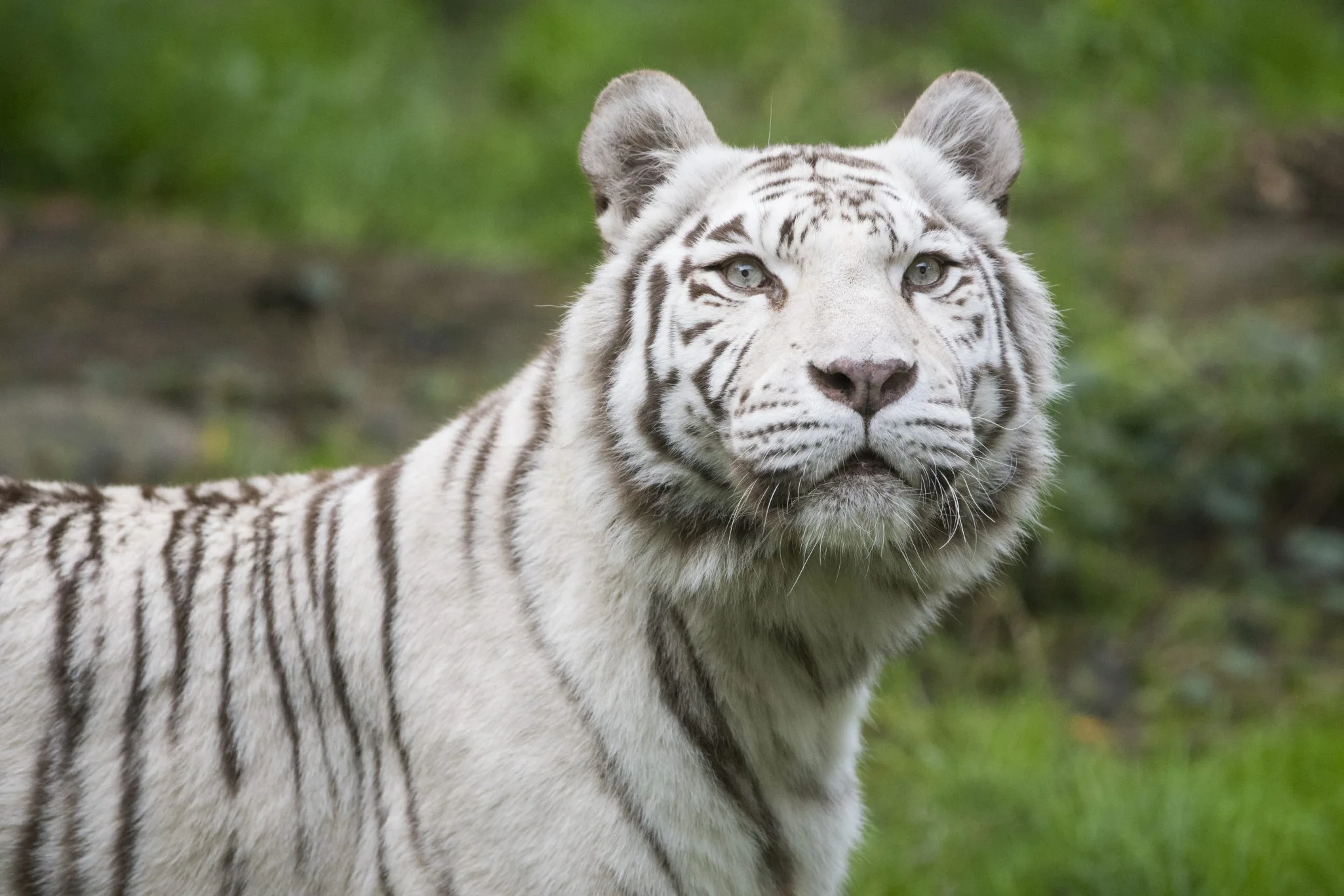 activite_soigneur-un-jour-tigre-blanc_orissa_28.10.22_adrien-fareseDSC_3604-1-scaled