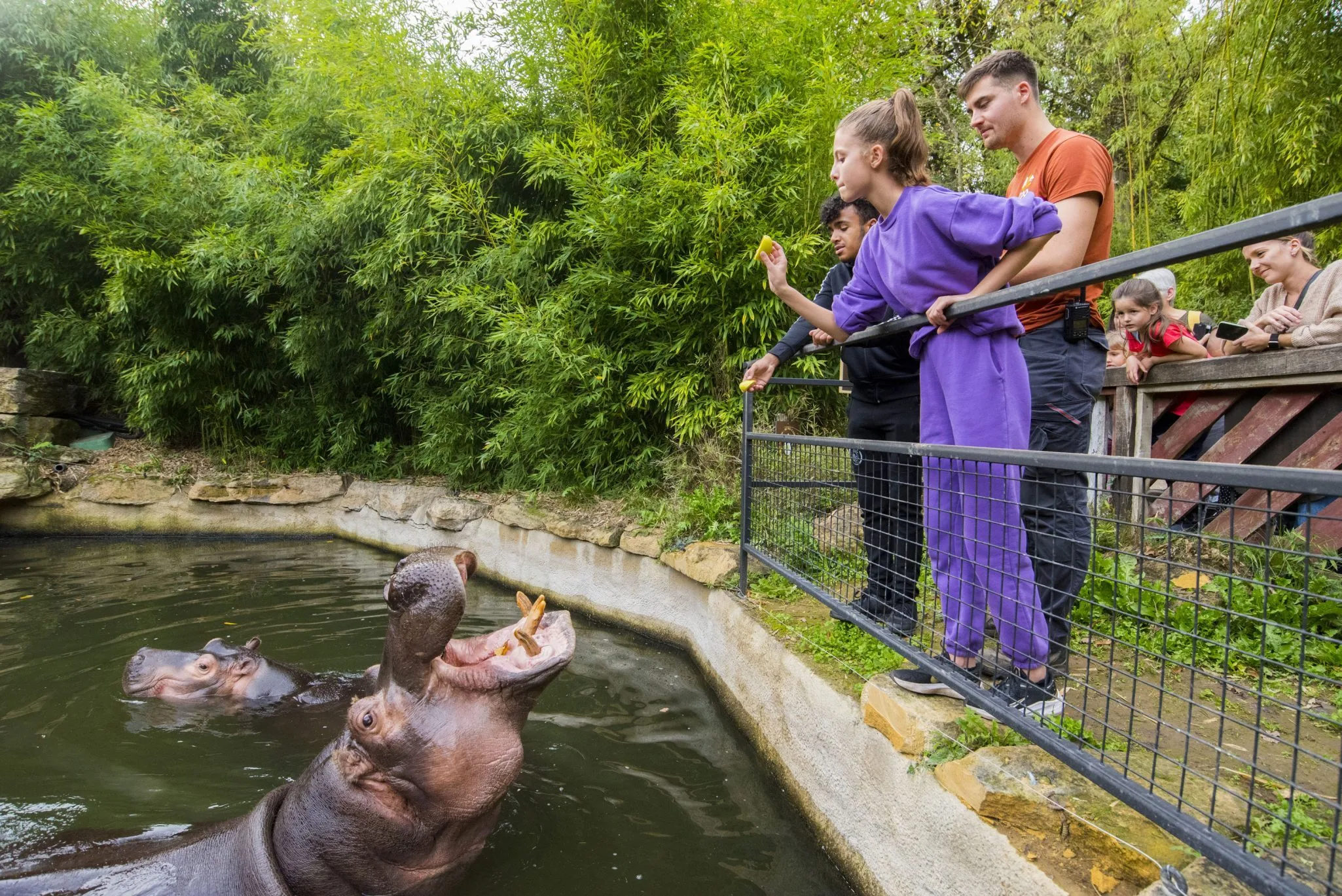 activite_soigneur-un-jour_bulma-mara_hippopotames_28.10.22_adrien-fareseDSC_36822