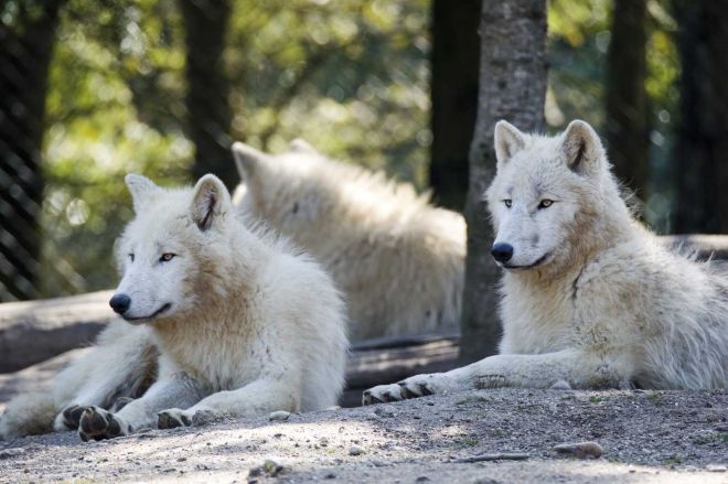 Zoo d'Amneville - Animaux - Loups