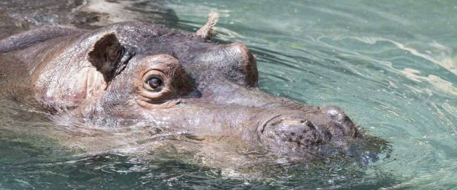 Zoo d'Amneville - Animaux - Hippopotame
