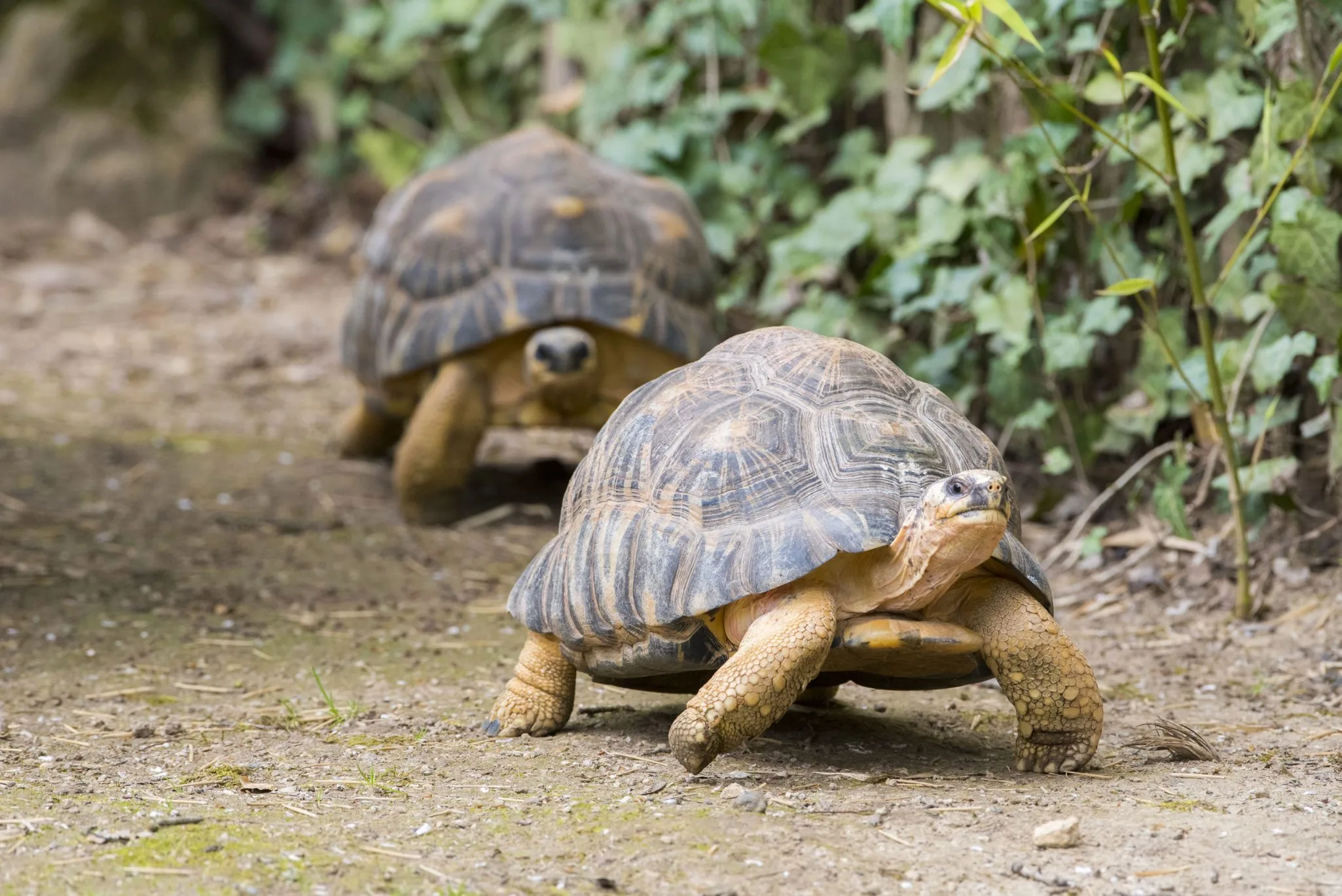astrochelys-radiata_14.04.22_adrien-farese2
