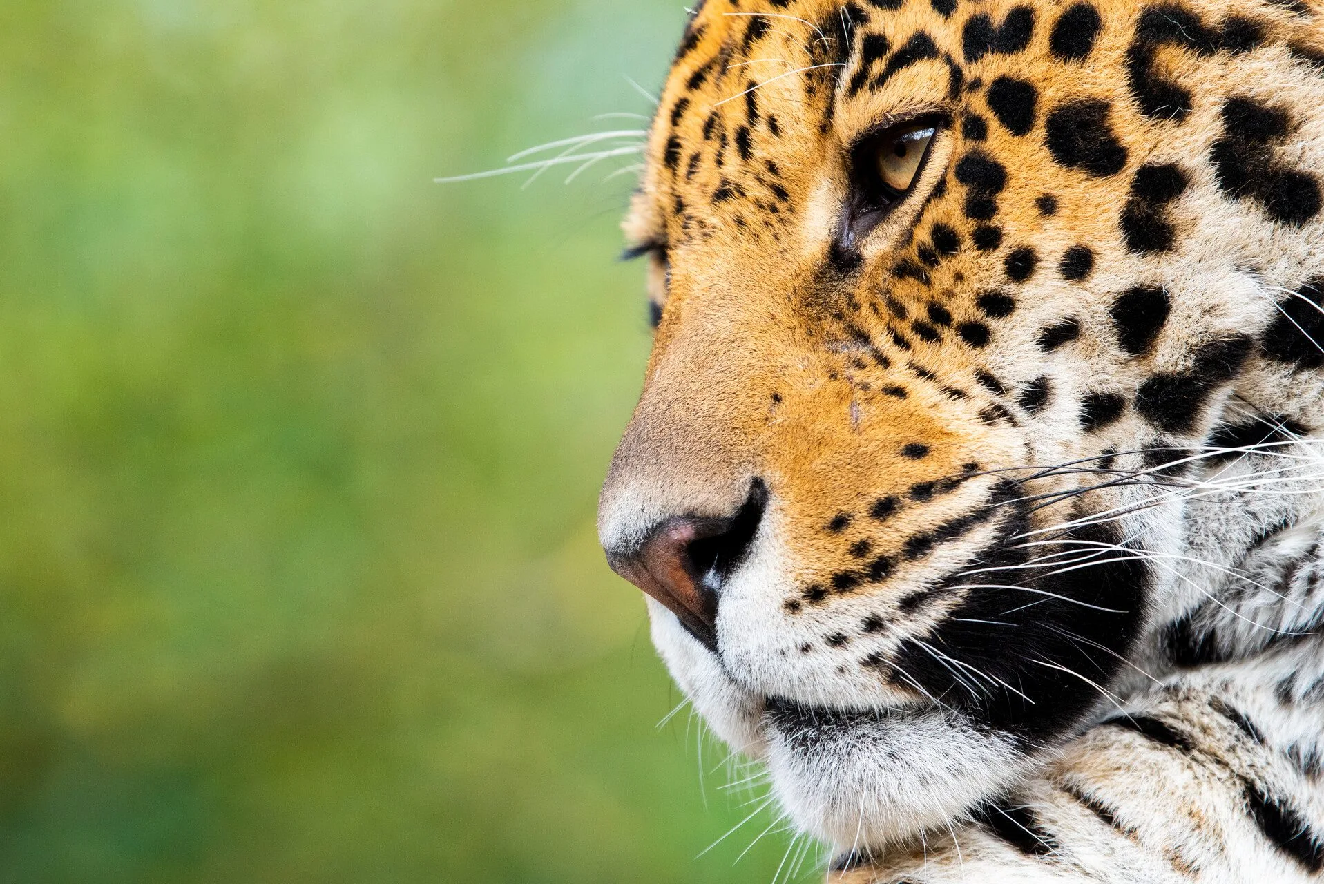 baalam-jaguar4_adrien-farese_23.04.24