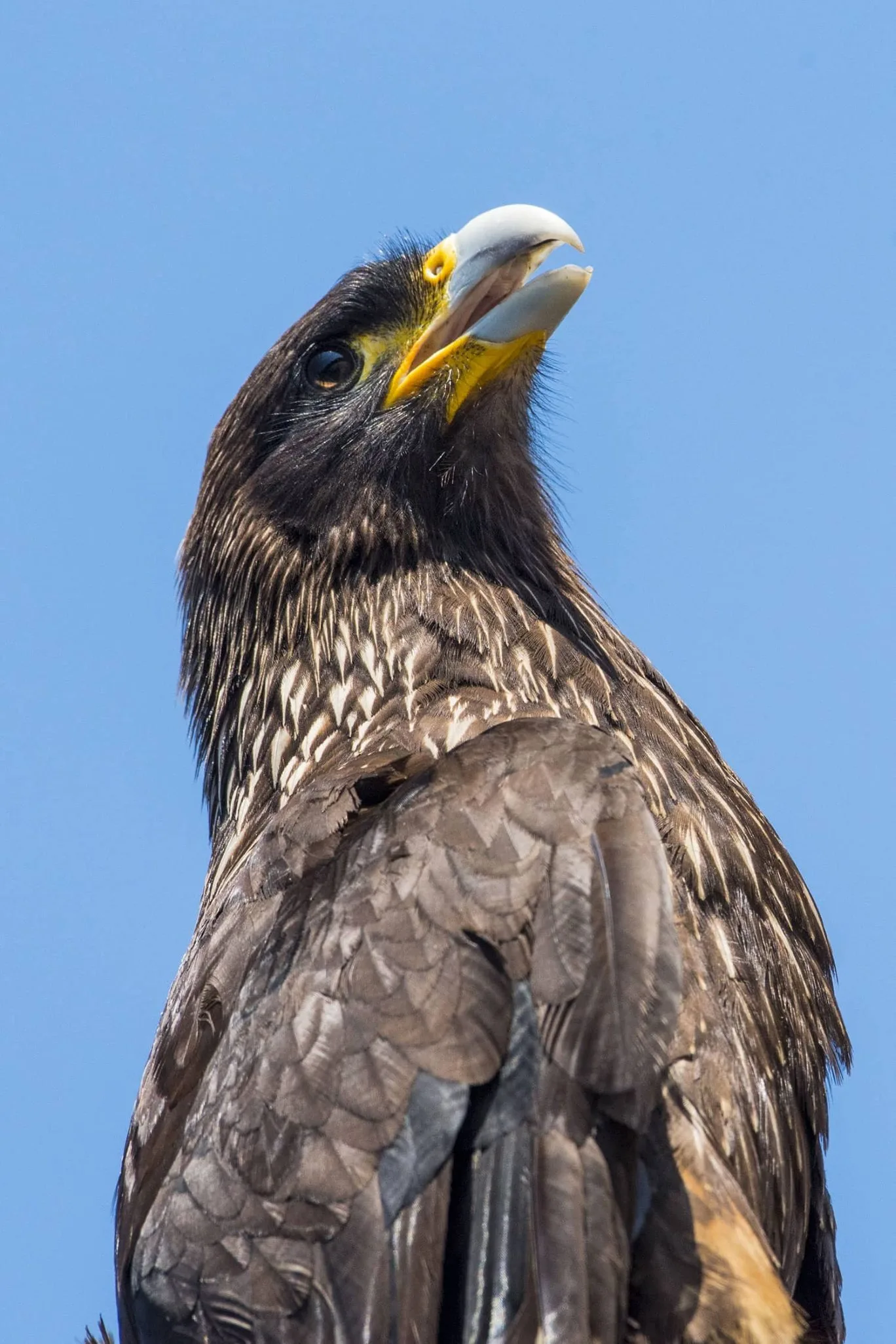 caracara_austral_2