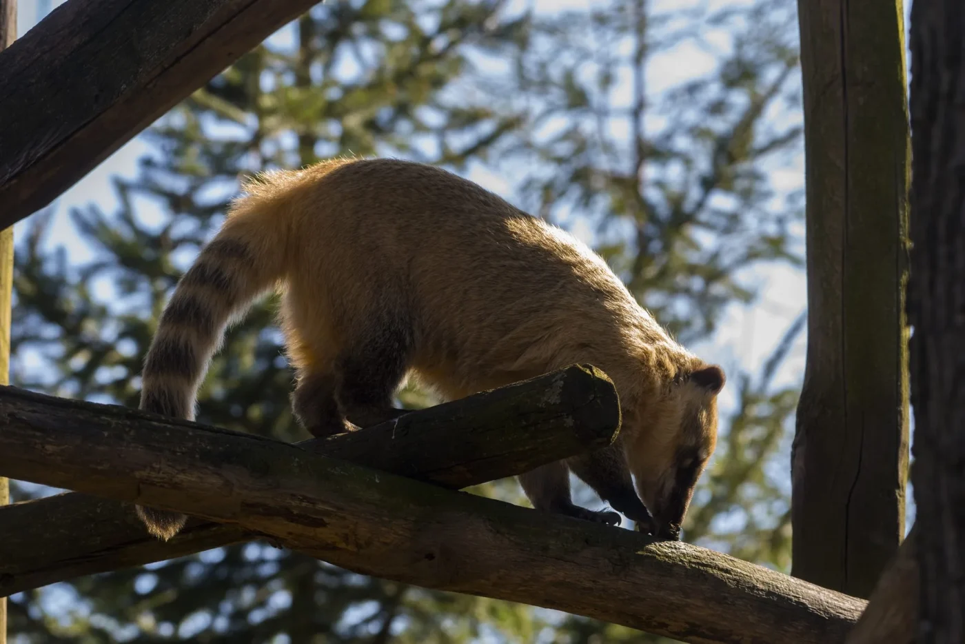 coati3