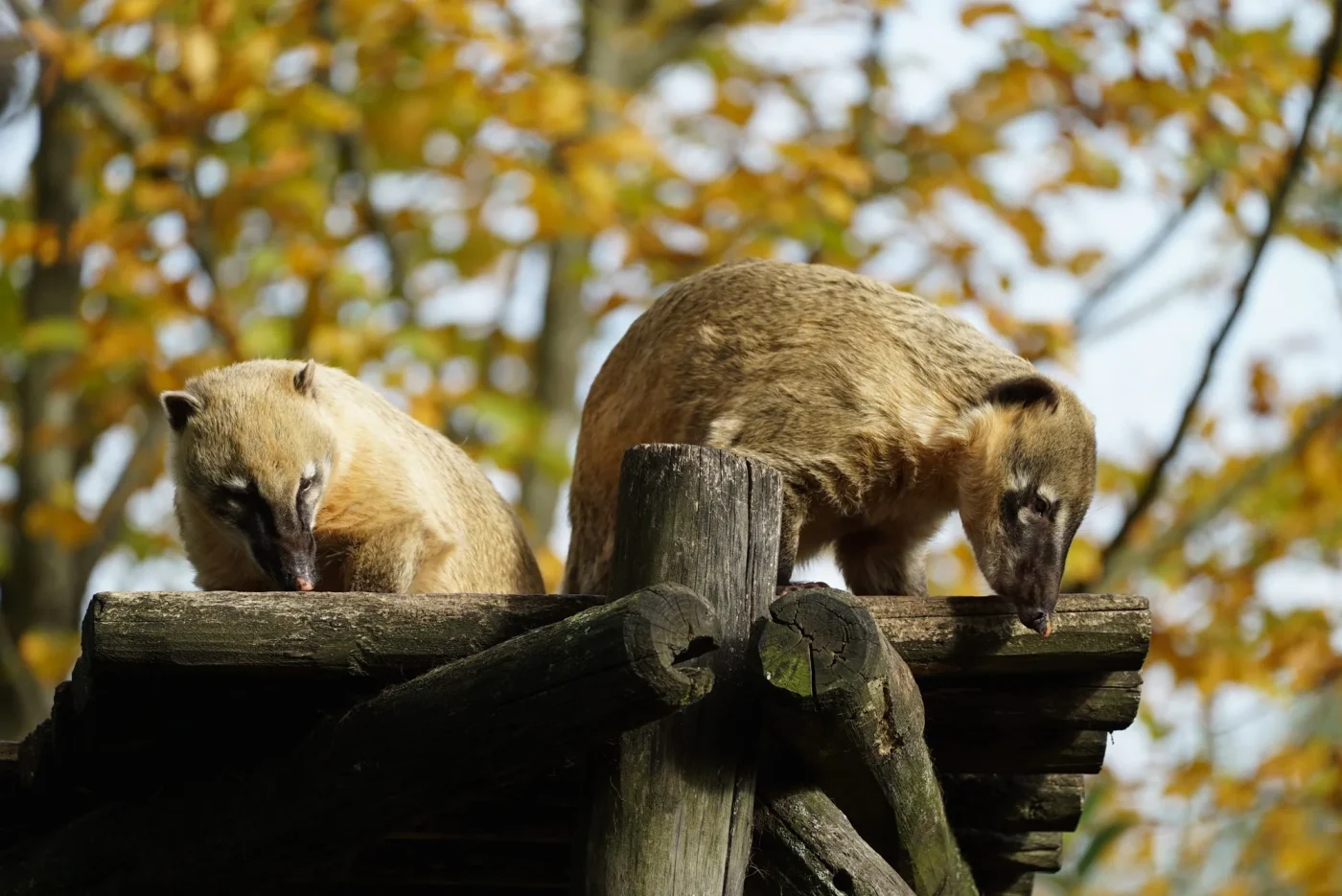 coati5