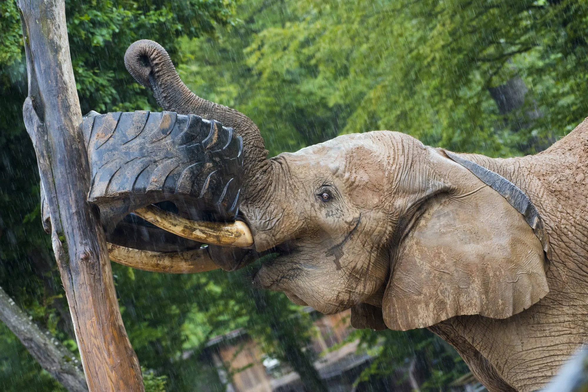 elephant1