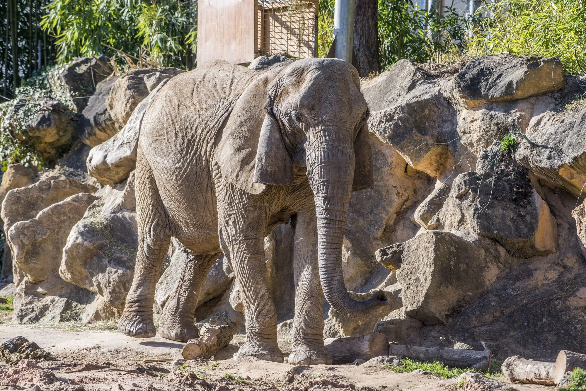Eléphant d'Afrique