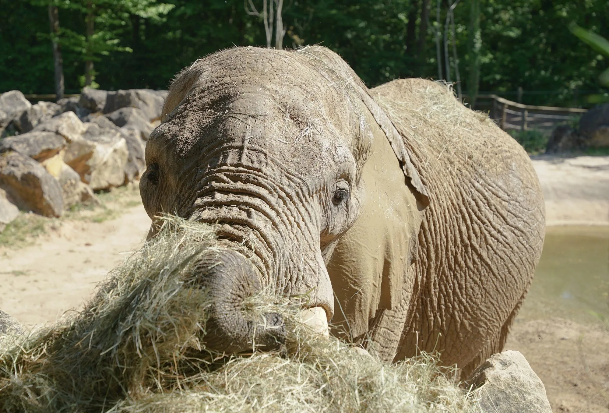 elephant5