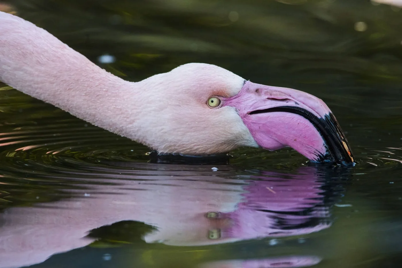 flaman-rose4_adrien-farese_27.022