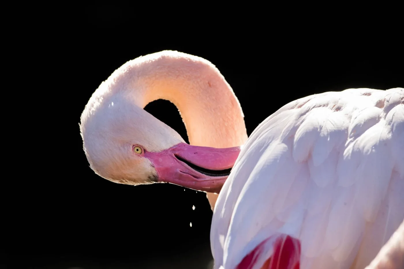 flaman-rose5_adrien-farese_27.022