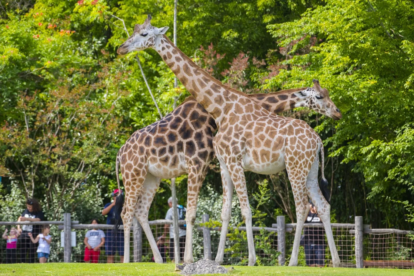 Girafe d'Afrique