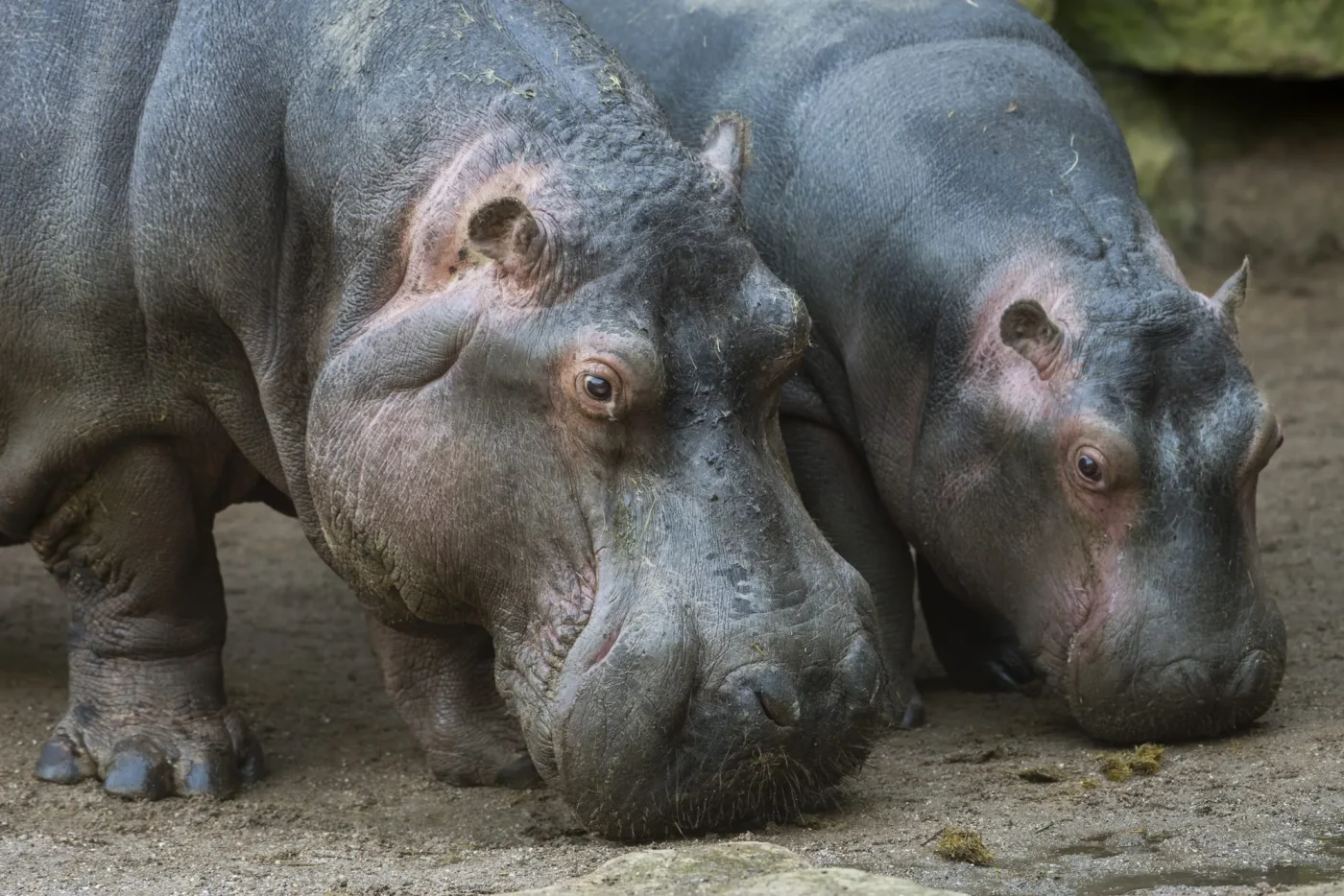 hippo2