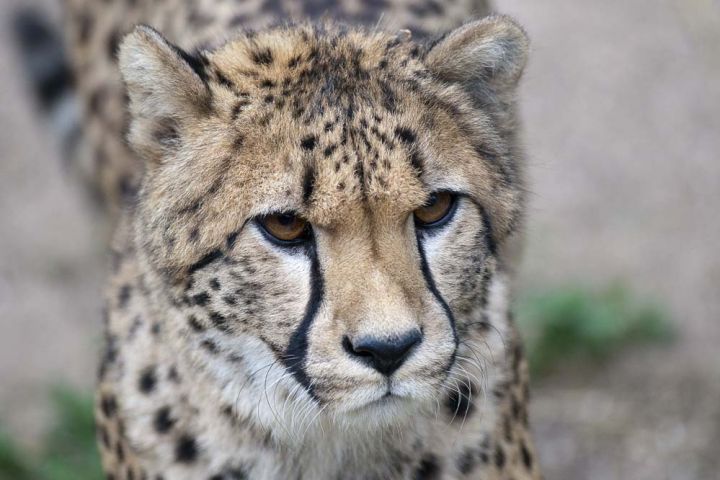 Guepard Le Felin Le Plus Rapide Du Monde Zoo D Amneville