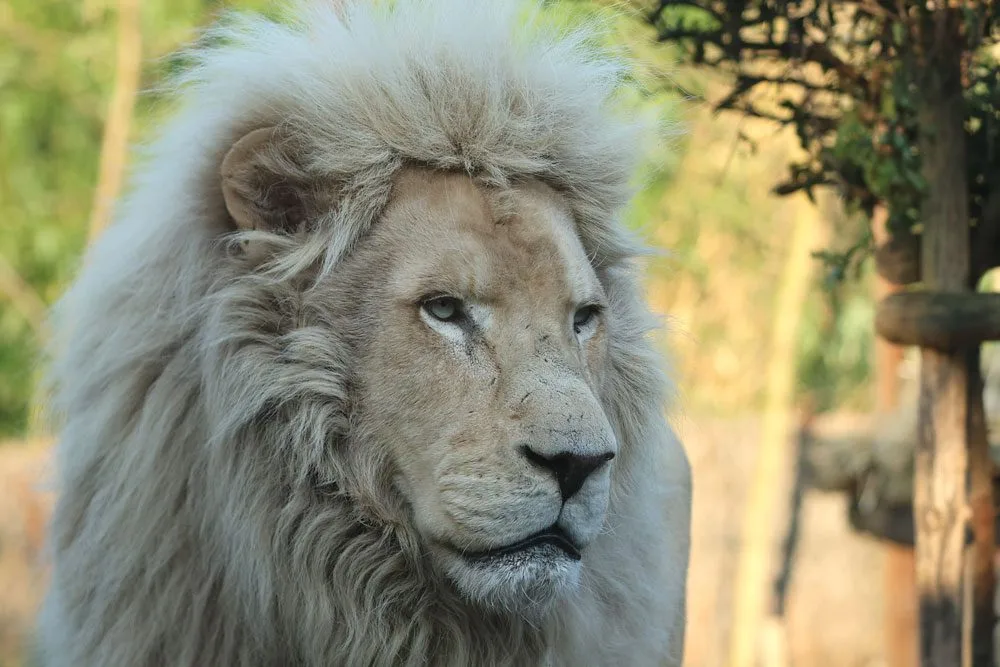 lionblanc