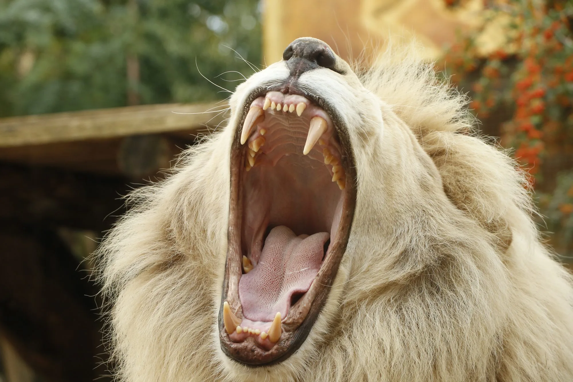 lionblanc1