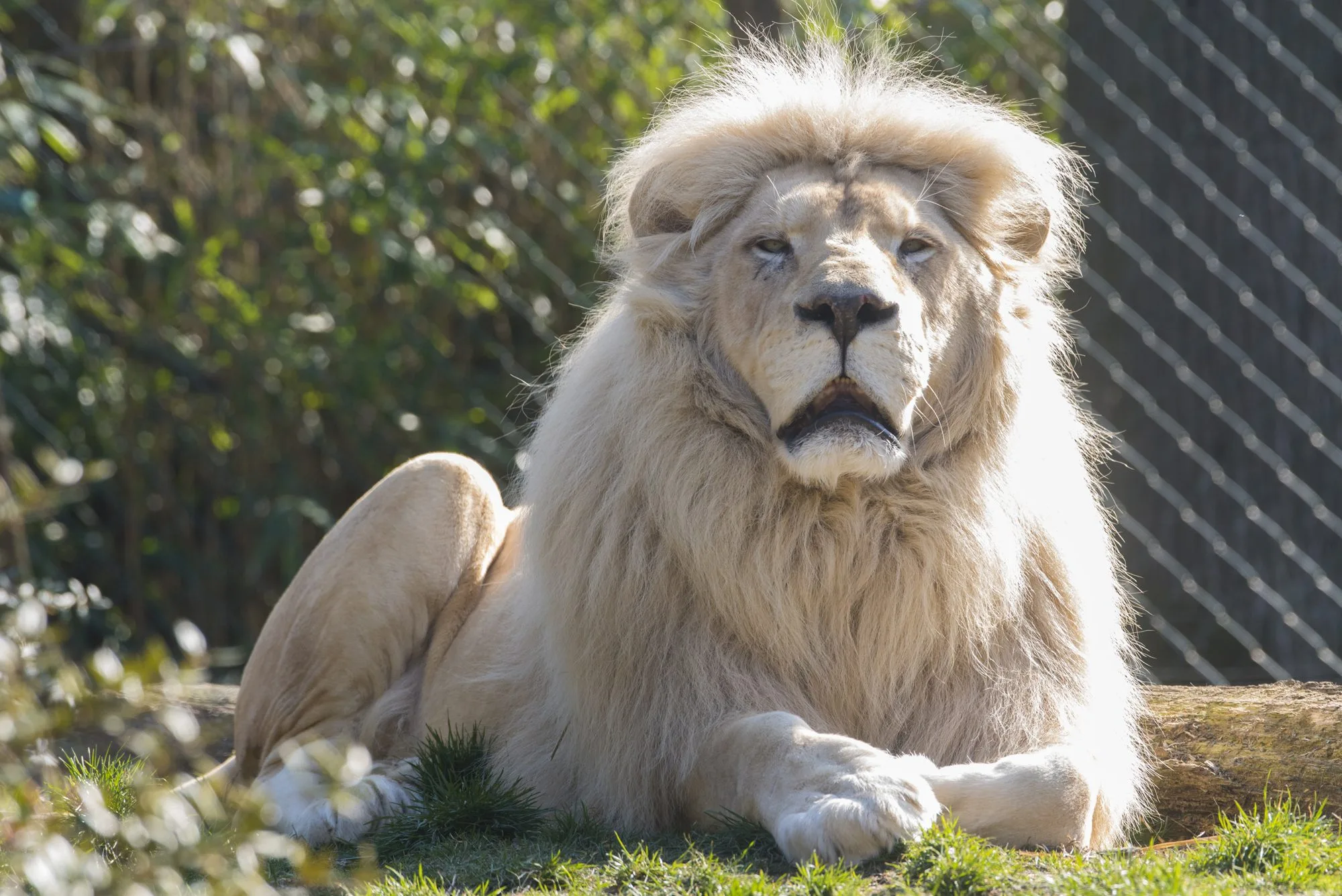 lionblanc4