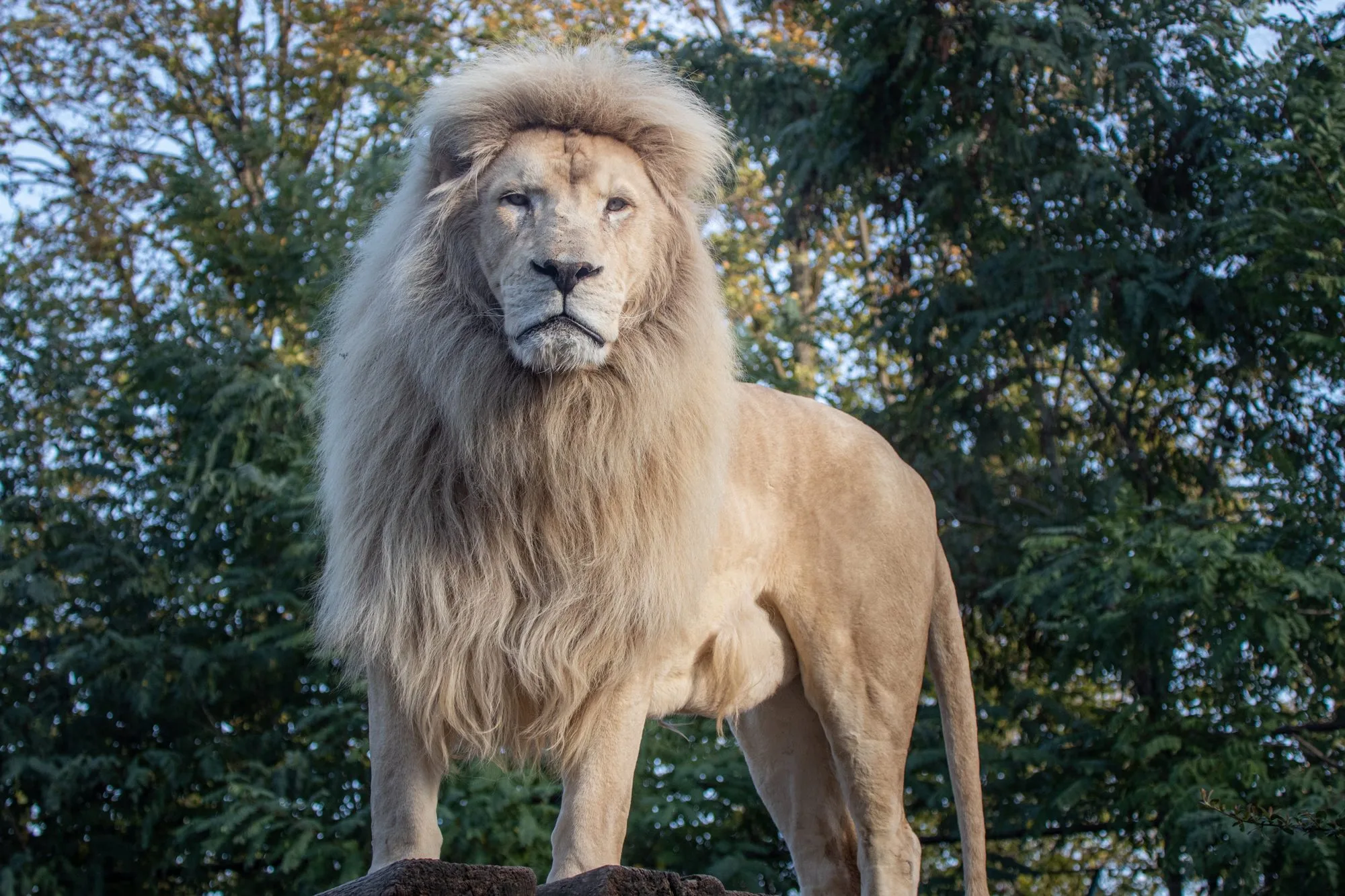 lionblanc5