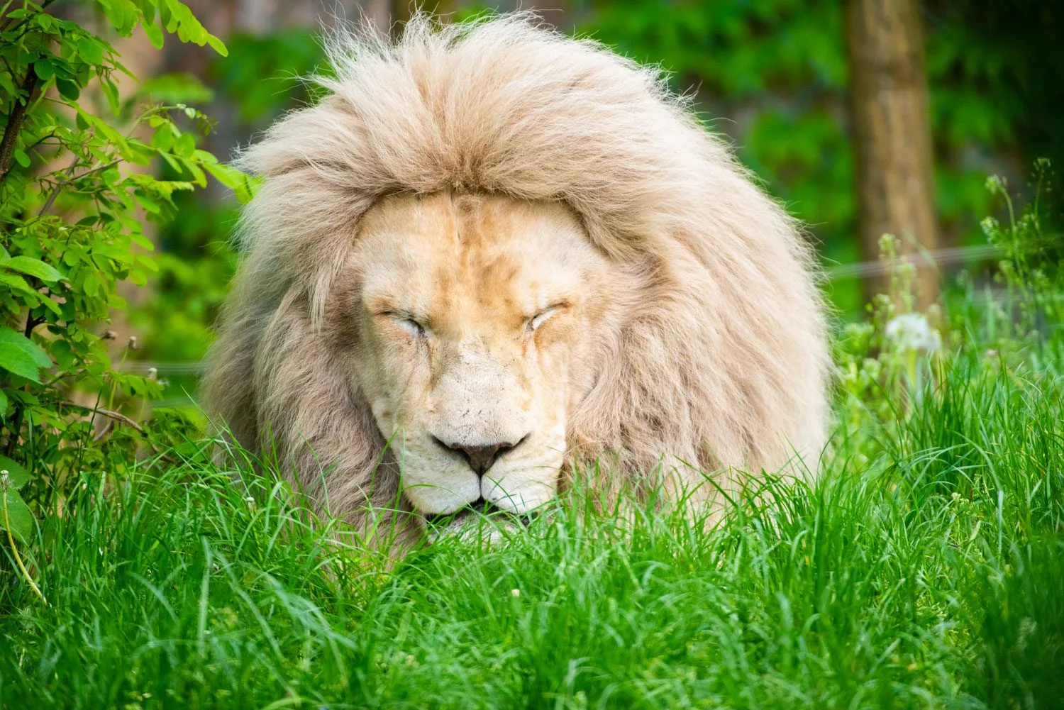 lionblanc7