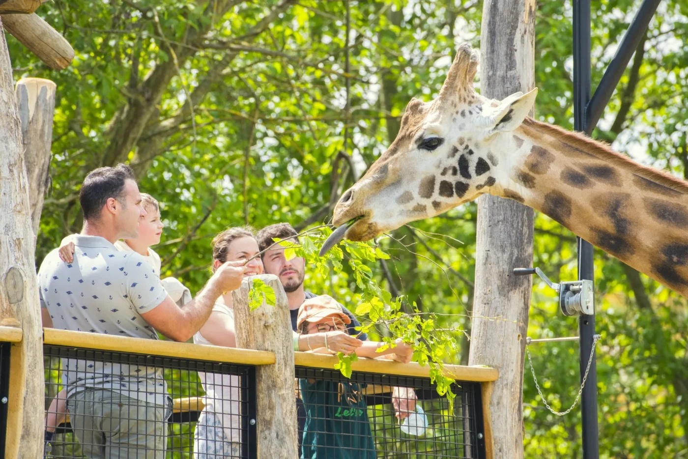 Nourrissage de girafes 