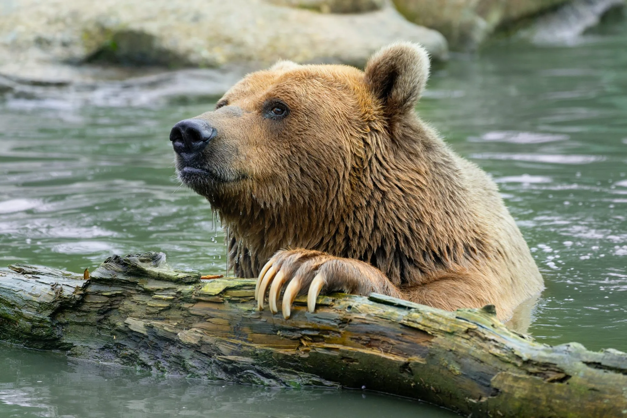 nourrissage-ours-brun-5