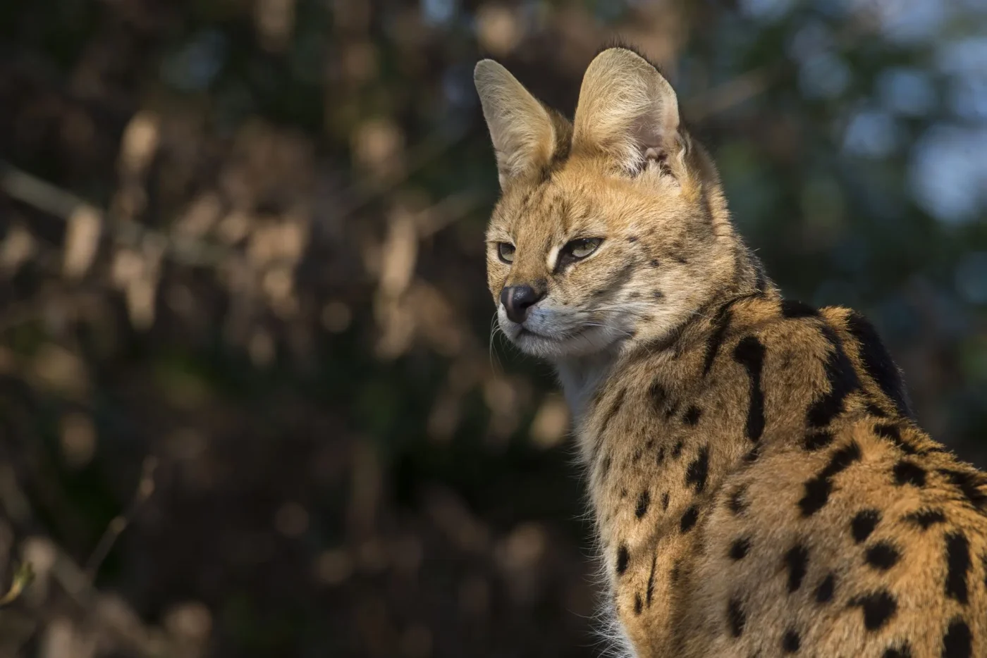 serval2