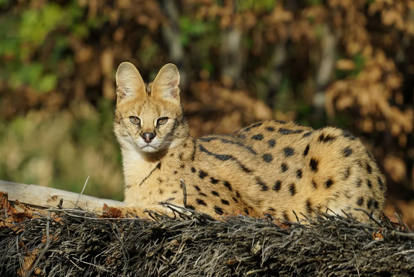 serval3