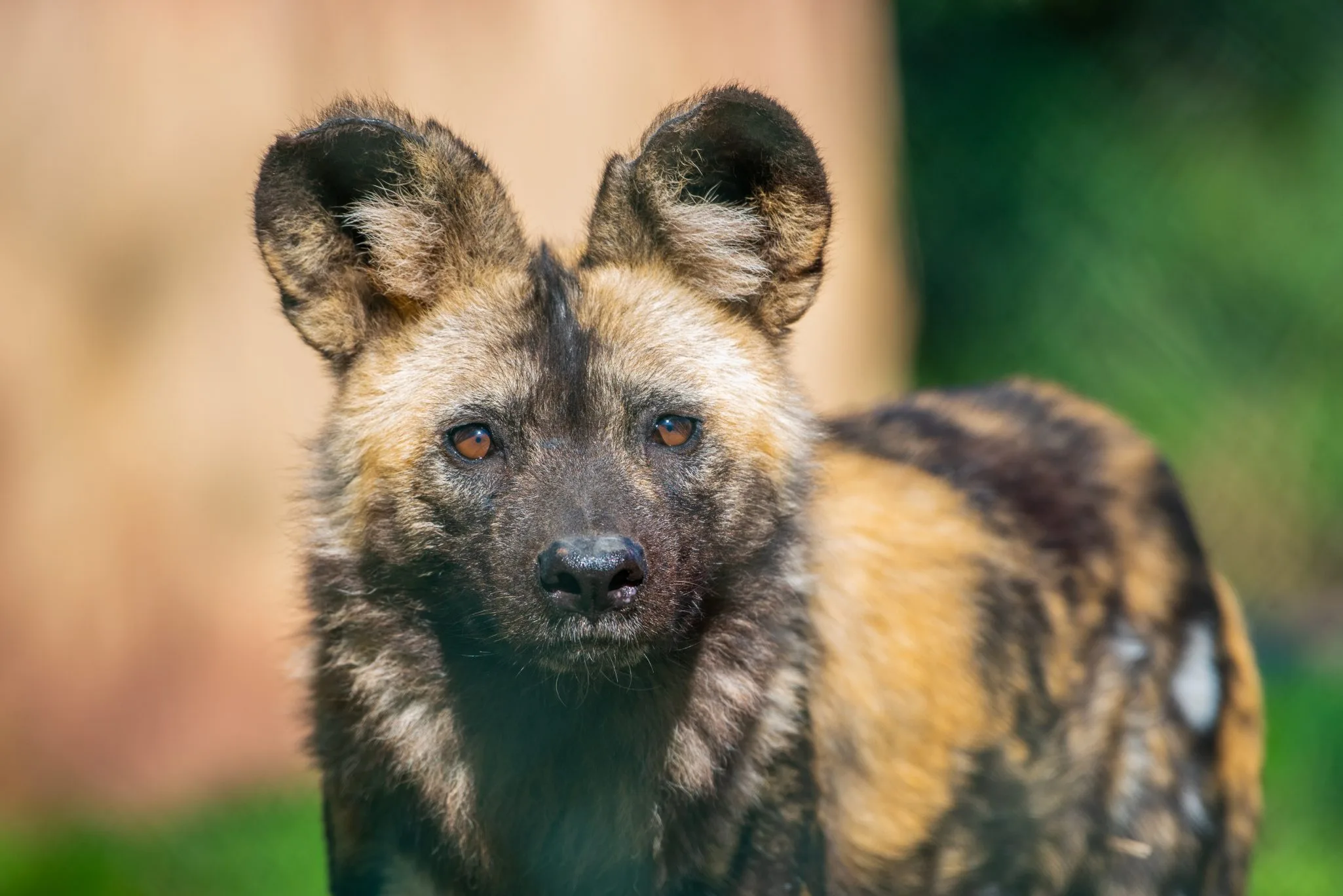 soigneur_d-un_jour_lycaons5_adrien-farese_03.24-scaled