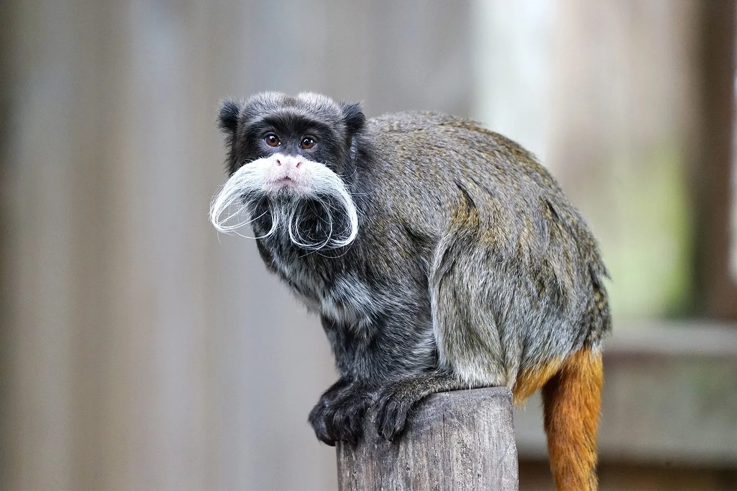 tamarin