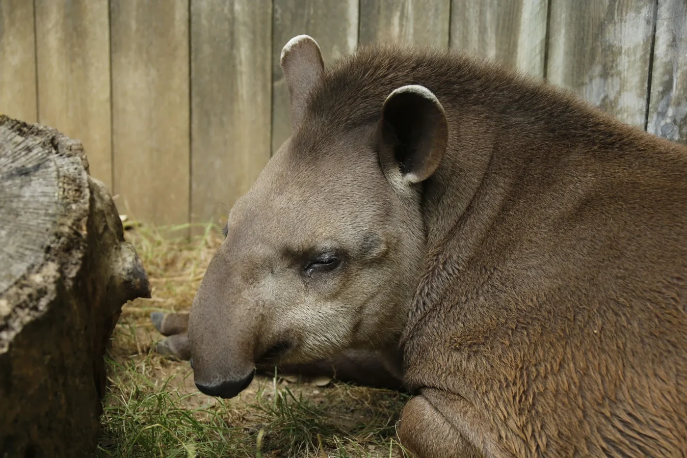 tapir1