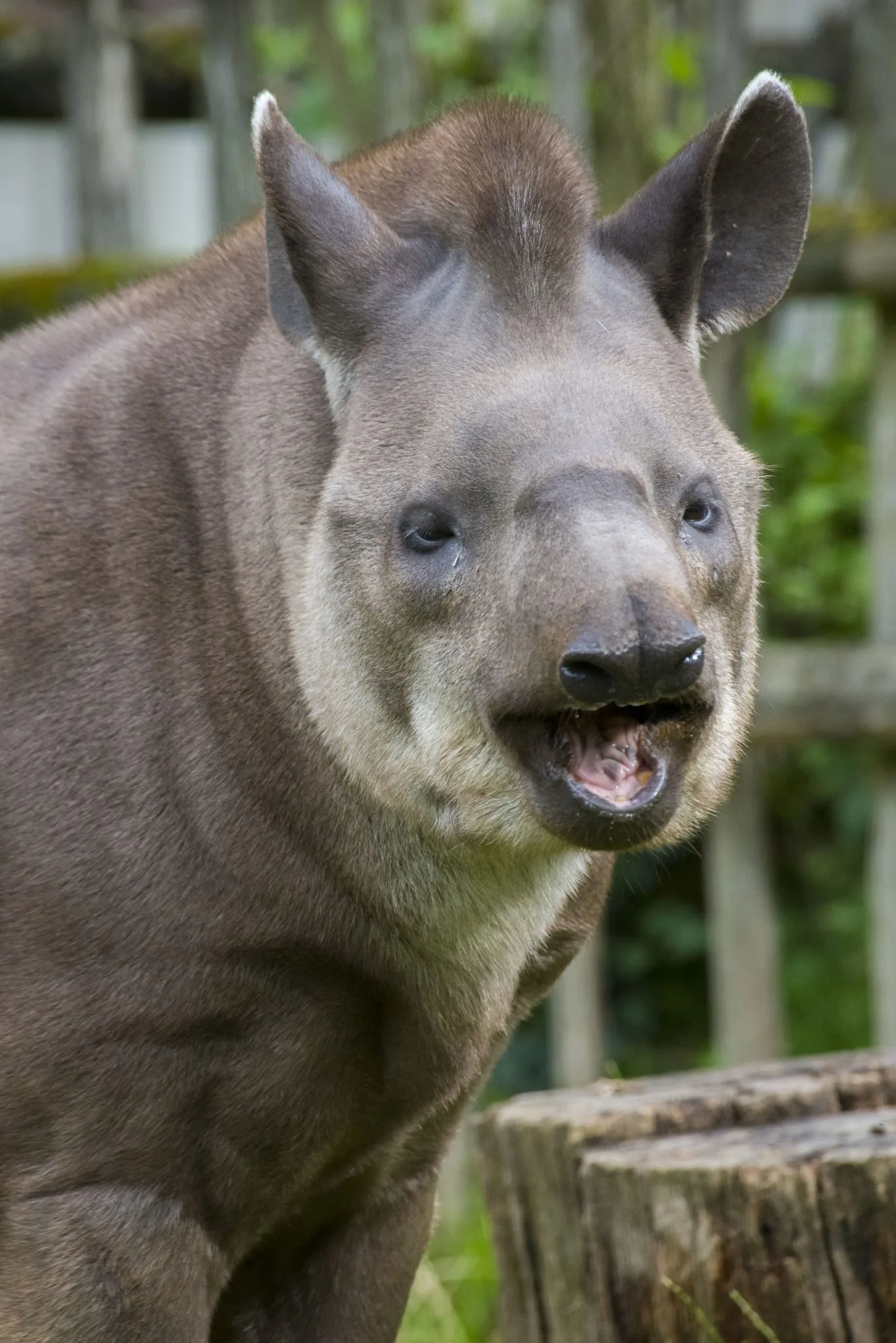 tapir2