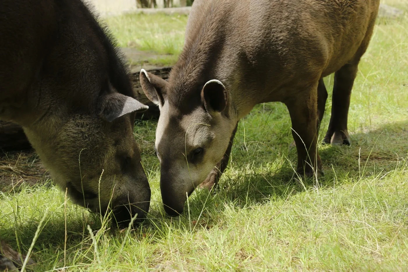 tapir3