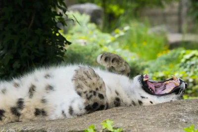 yala-panthere-des-neiges4_adrien-farese_20.05.21