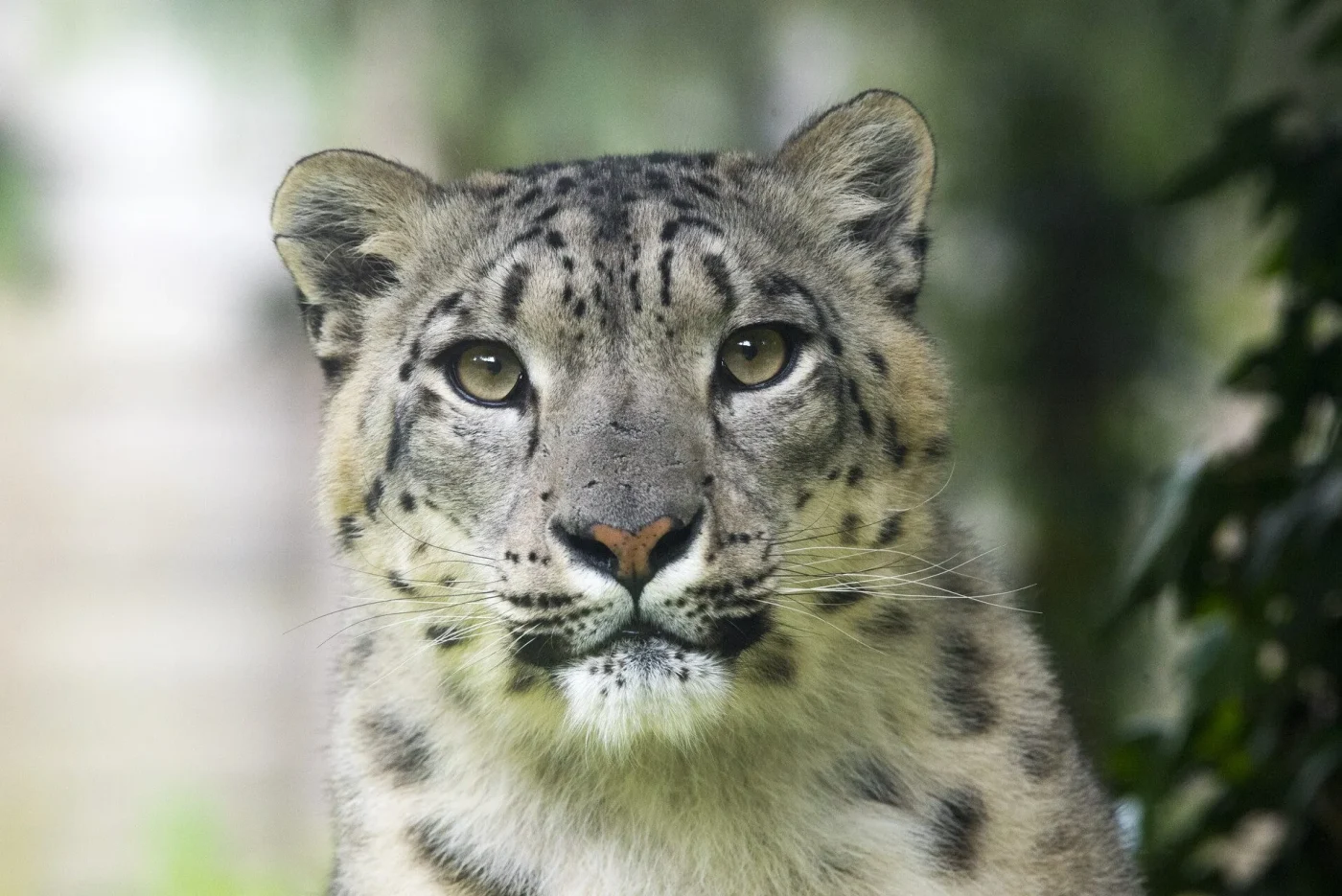 yala-panthere-des-neiges5_adrien-farese_20.05.21